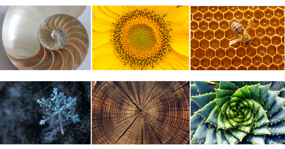 Images showing patterns in nature - a spiral shell, sunflower seeds and aloe plant, honeycomb, snowflake and tree growth rings